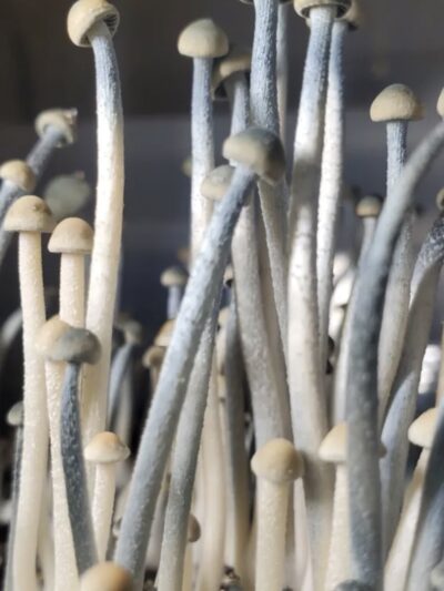 Panuolous Cyanescens "TTBVI" Swab Set