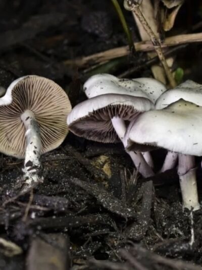 Psilocybe Niveotropicalis "Florida"(Warm Weather Woodlover) Swab Set