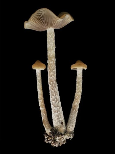 Ps. Zapotecorum "Ohio Outdoor" F4 Swab Set