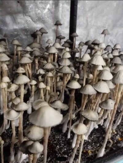 Panaeolus Cyanescens "Monte Grande" Spore Print