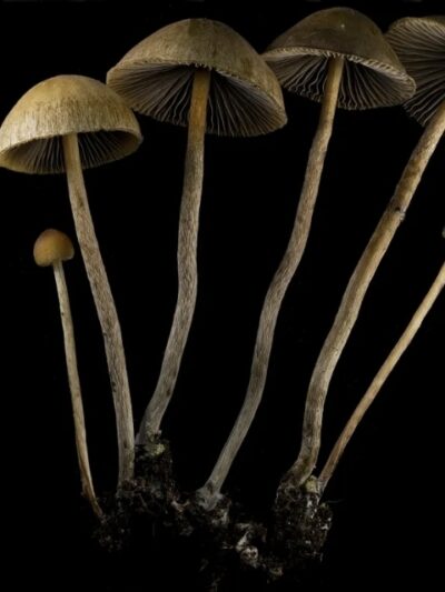 Psilocybe Tampanensis "Pollock" Swab Set