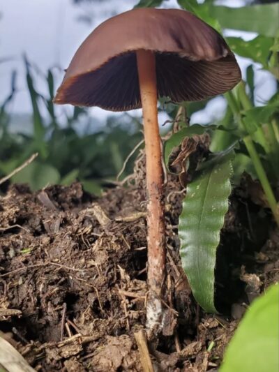 Psilocybe Subtropicalis "Coyopolan" Swab Set