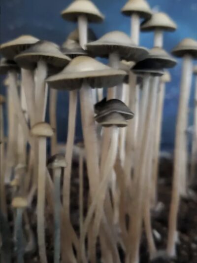 Panaeolus Cyanescens “MIB” Swab Set