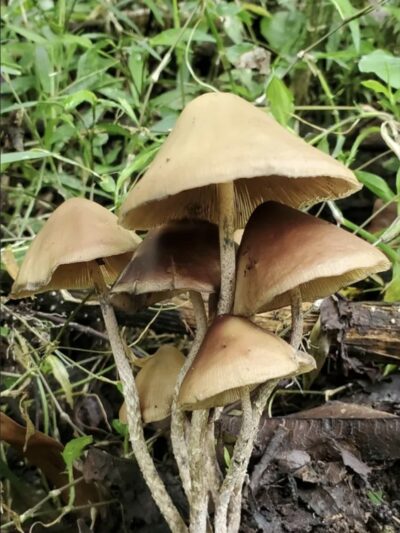 Psilocybe Zapotecorum "Rancho Viejo" Spore Print