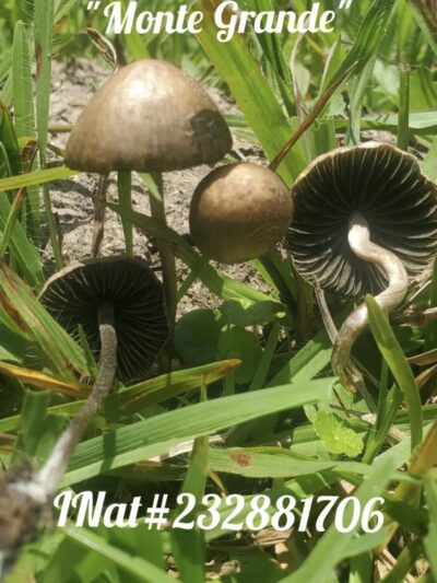 Mexican Mystery Pan Spore Print