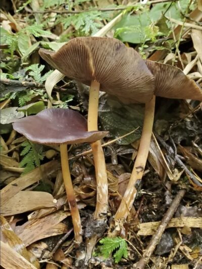 Psilocybe Caerulescens "Rancho Viejo" Swab Set