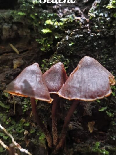 Psilocybe Heimii "Sedeno" Swab Set