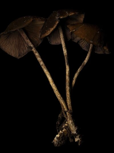 Psilocybe Zapotecorum "Tlalnelhuayocan" (Mexico Trip 2025) Swab Set