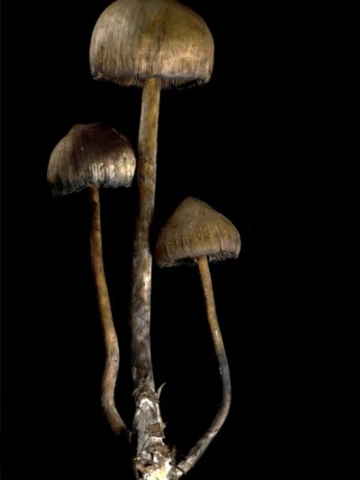 Psilocybe Subtropicalis "Ixhuacan" (Mexico Trip 2025) Swab Set