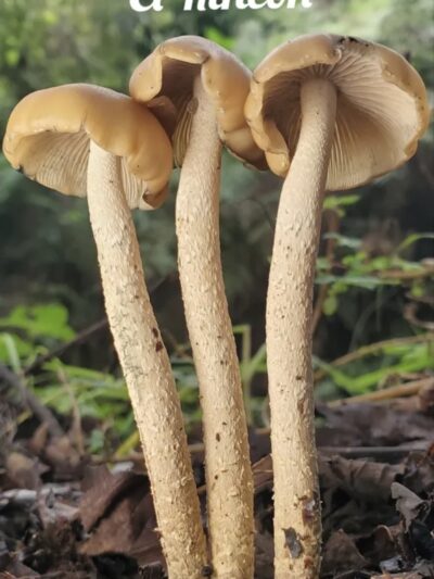 Psilocybe Zapotecorum "El Rincon" Swab Set