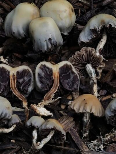 Psilocybe Subsecotioides (New Zealand) Swab Set