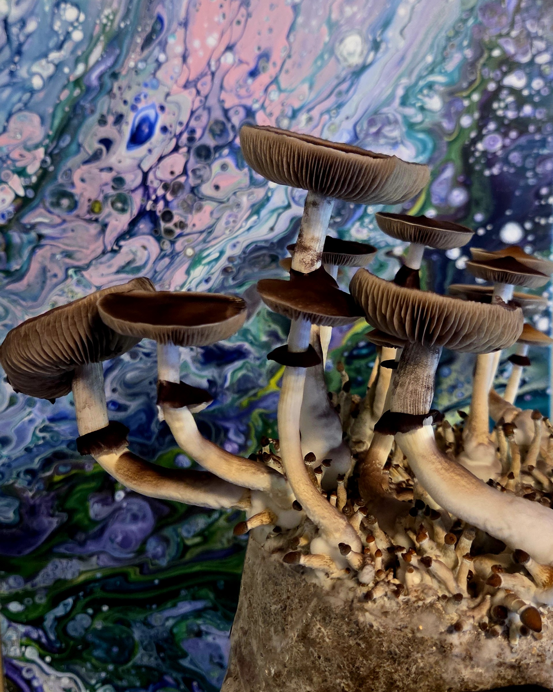 Angkor Mindbender - Spore Swab Set - Image 7