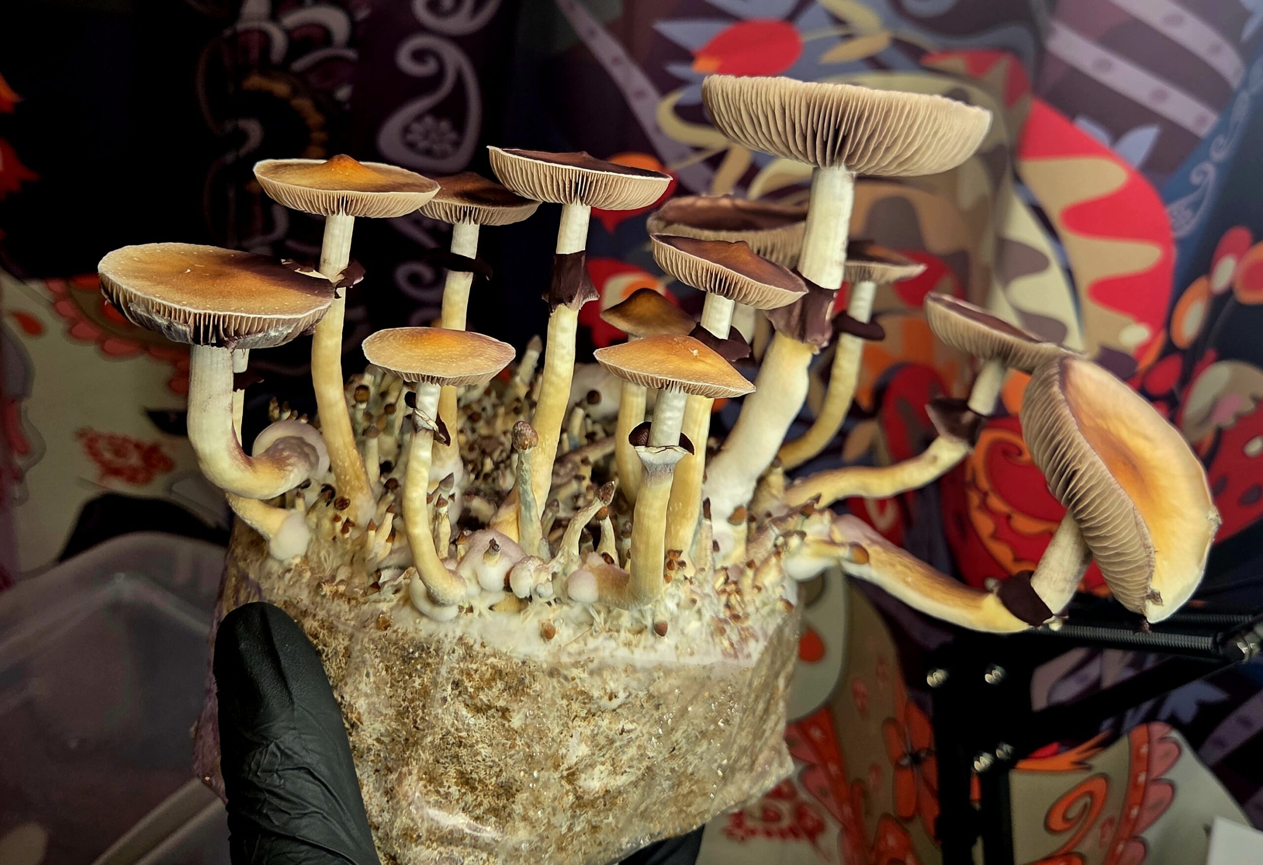 Angkor Mindbender - Spore Swab Set - Image 6