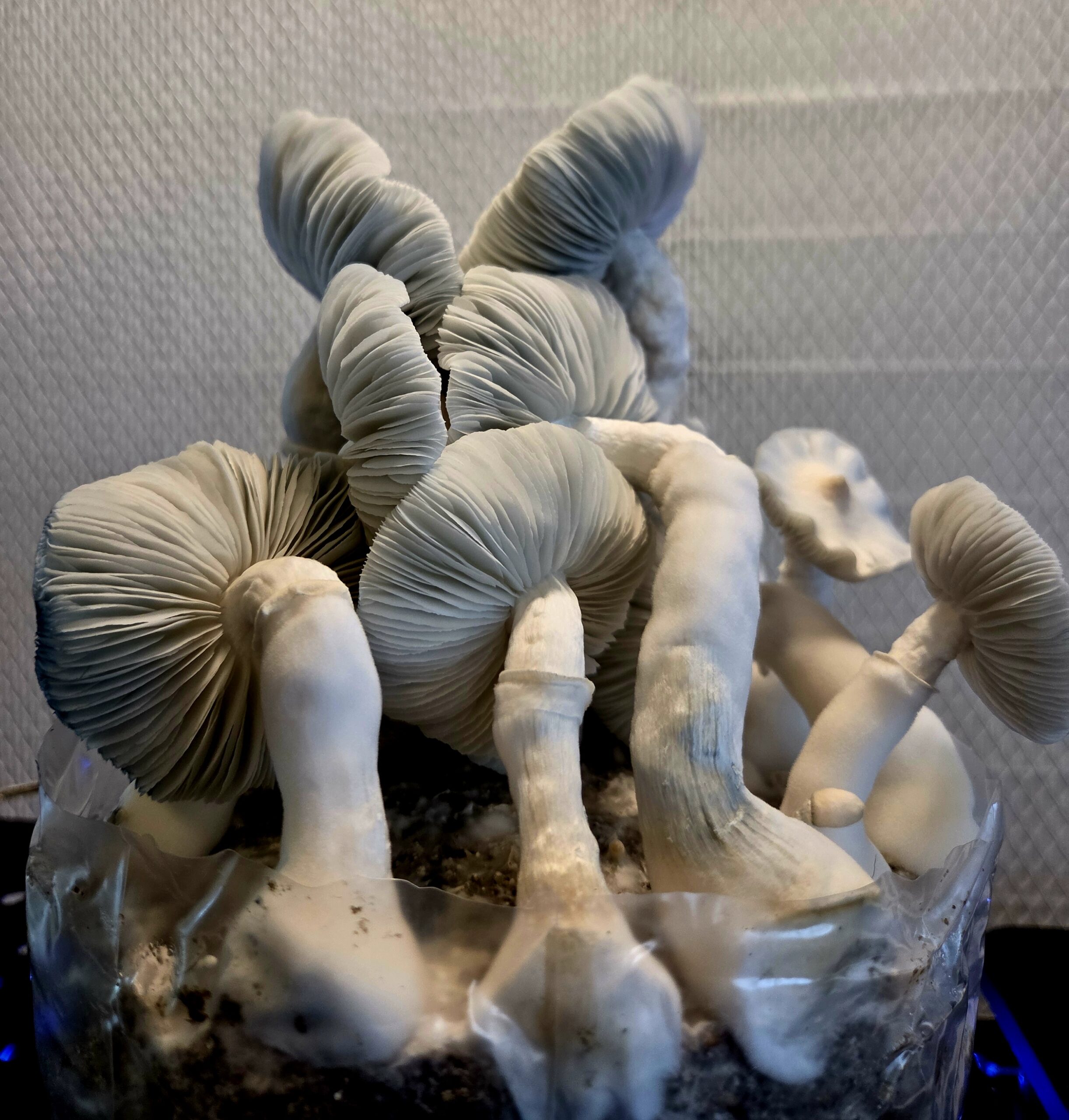 Valknut Whisperer - Spore Swab Set - Image 7