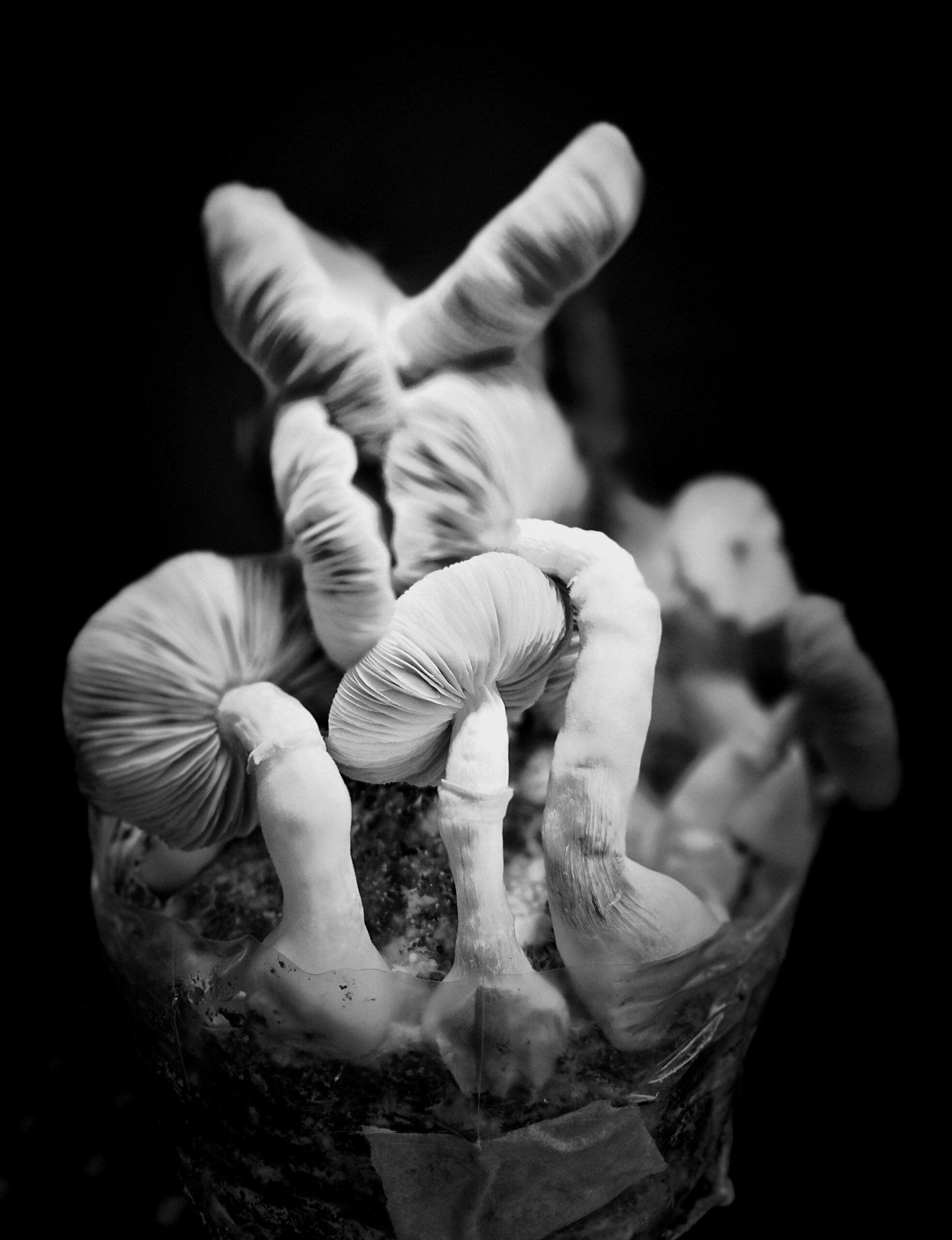 Valknut Whisperer - Spore Swab Set - Image 5
