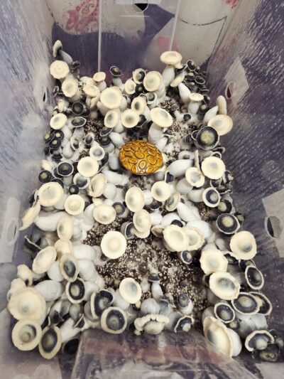 Paja Crown - Multiple Sets of Spore Swabs