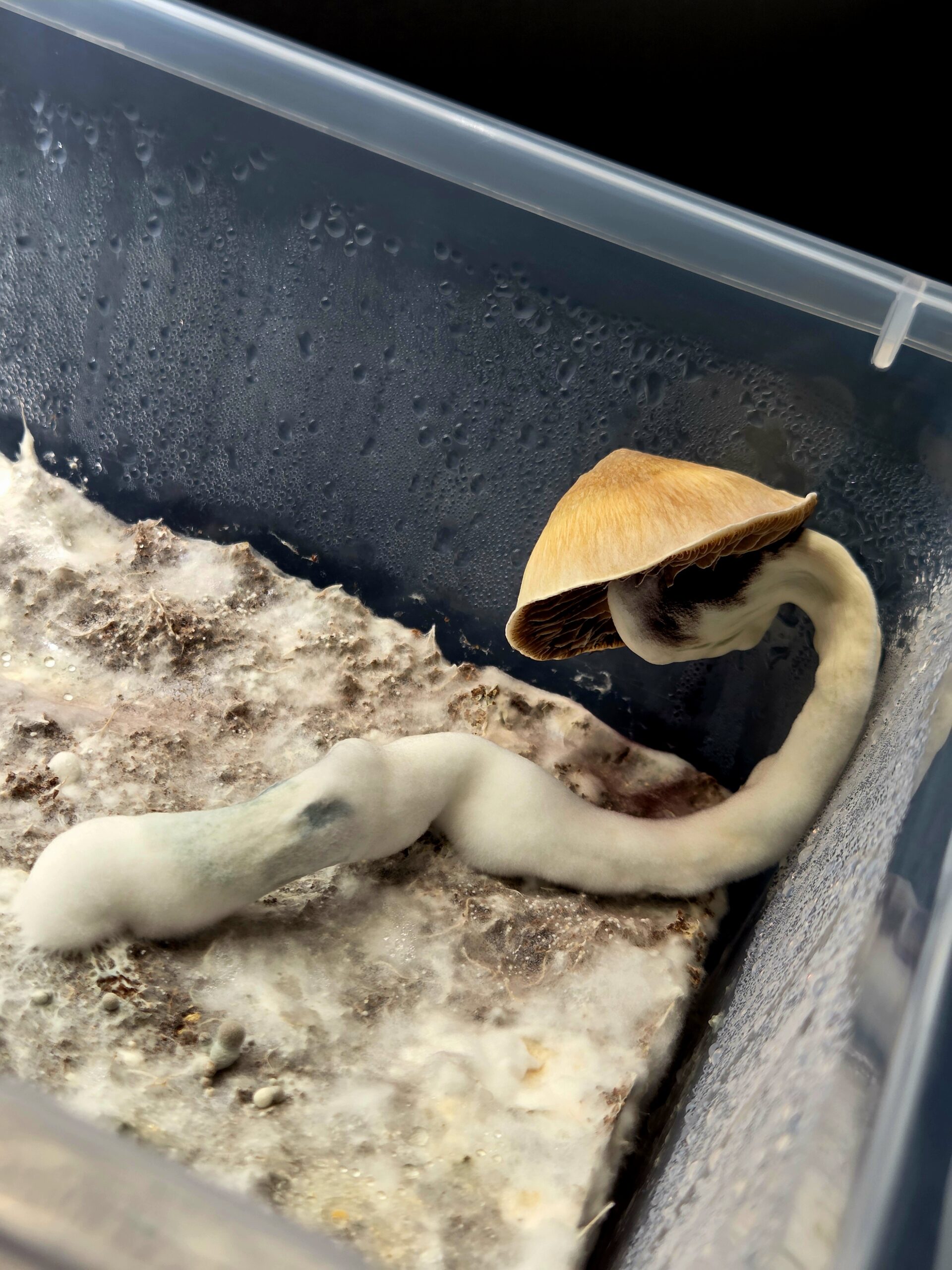 Xalapa Cubensis Landrace - Spore Swab Set - Image 3