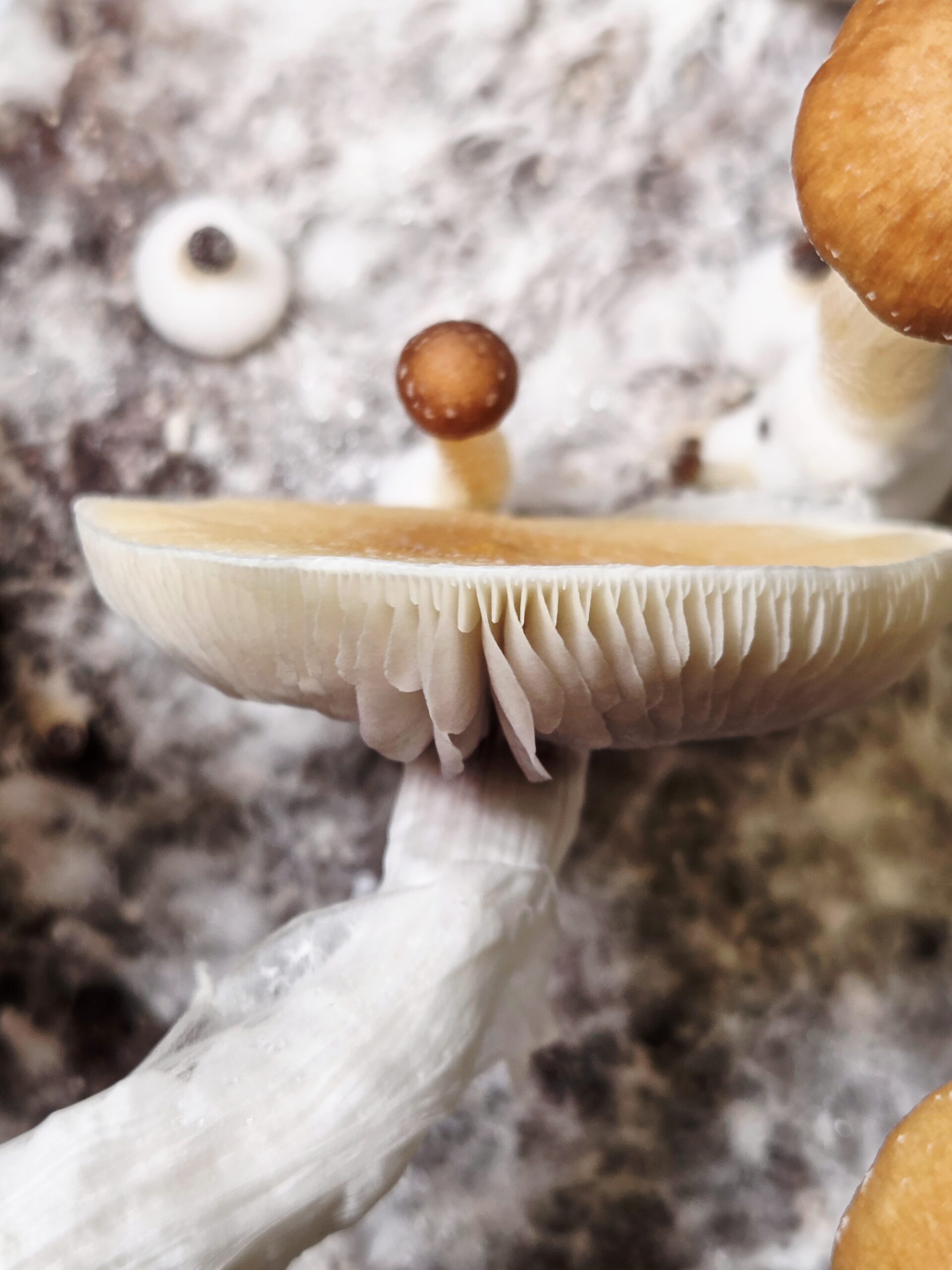 Angkor Mindbender - Spore Swab Set - Image 12