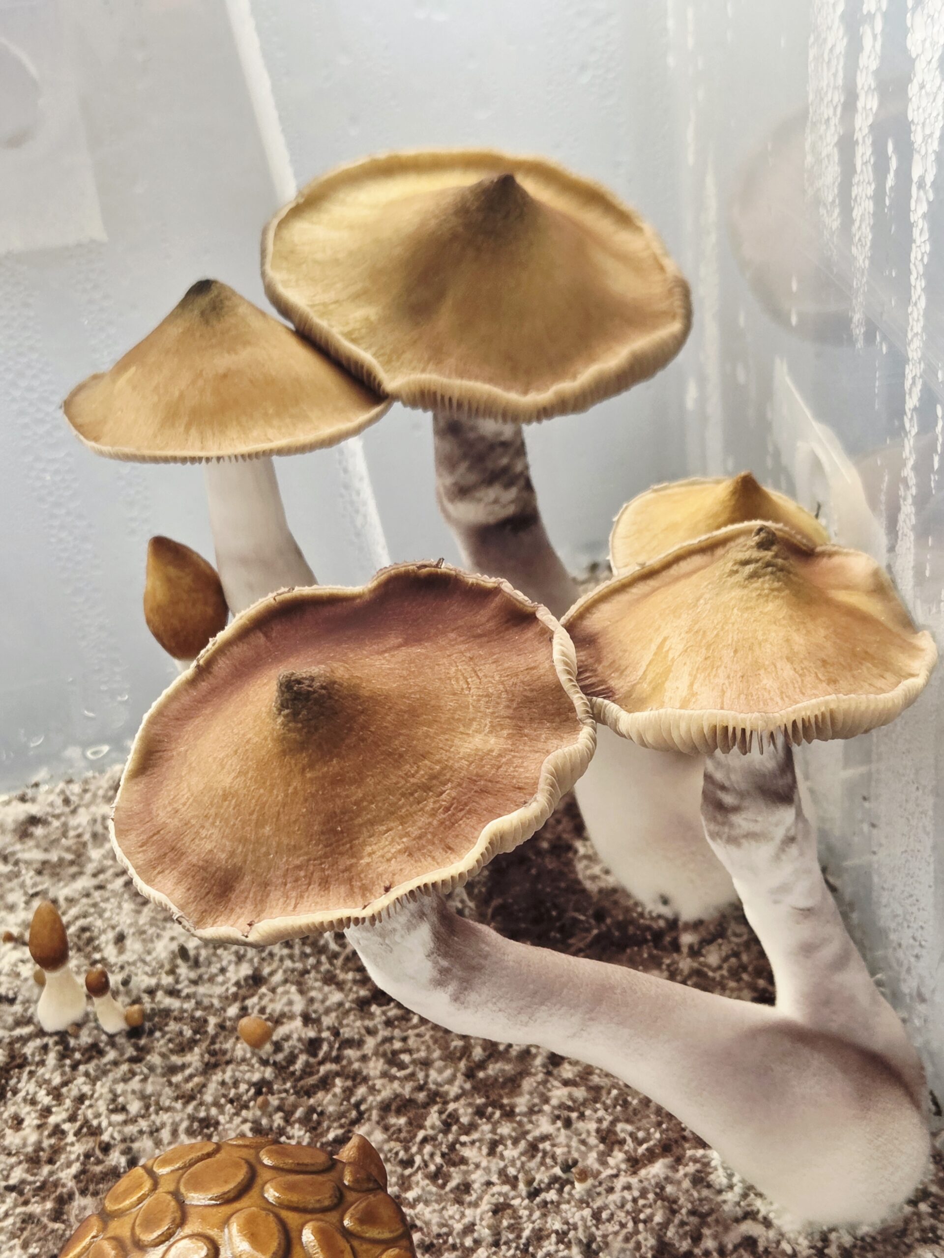 Ether Crown - Liquid Culture - Image 17