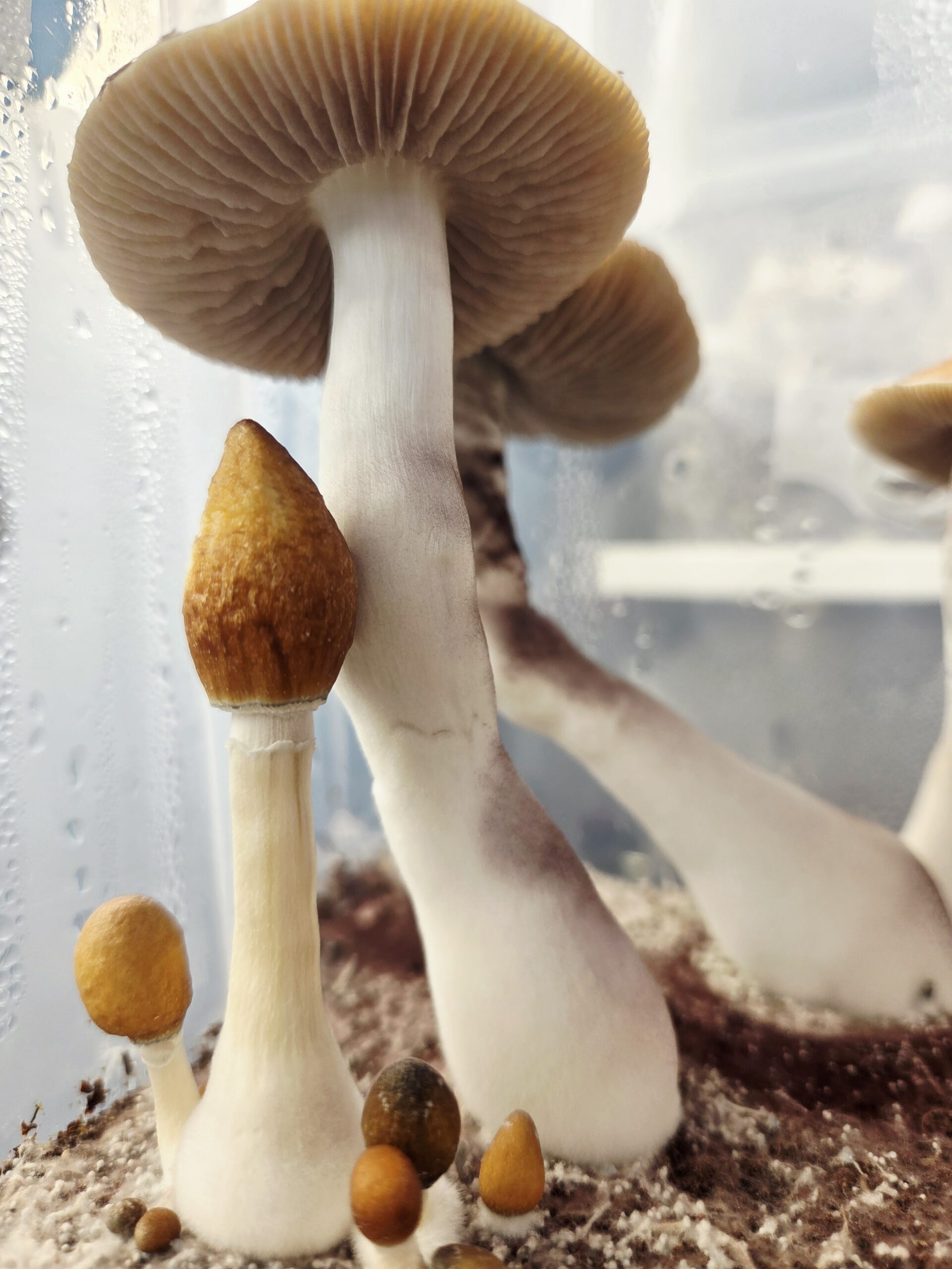 Ether Crown - Liquid Culture - Image 18