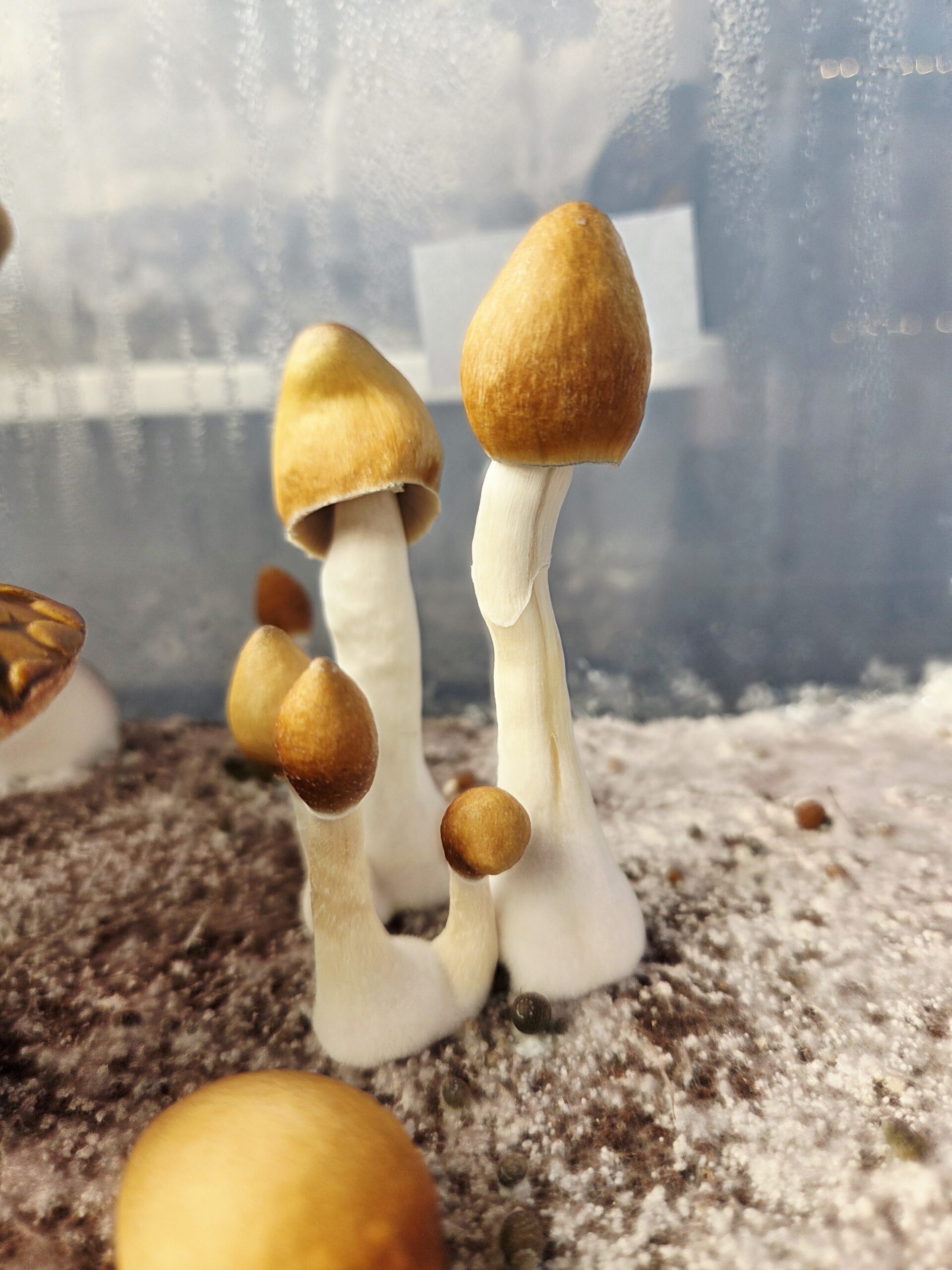 Ether Crown - Liquid Culture - Image 19
