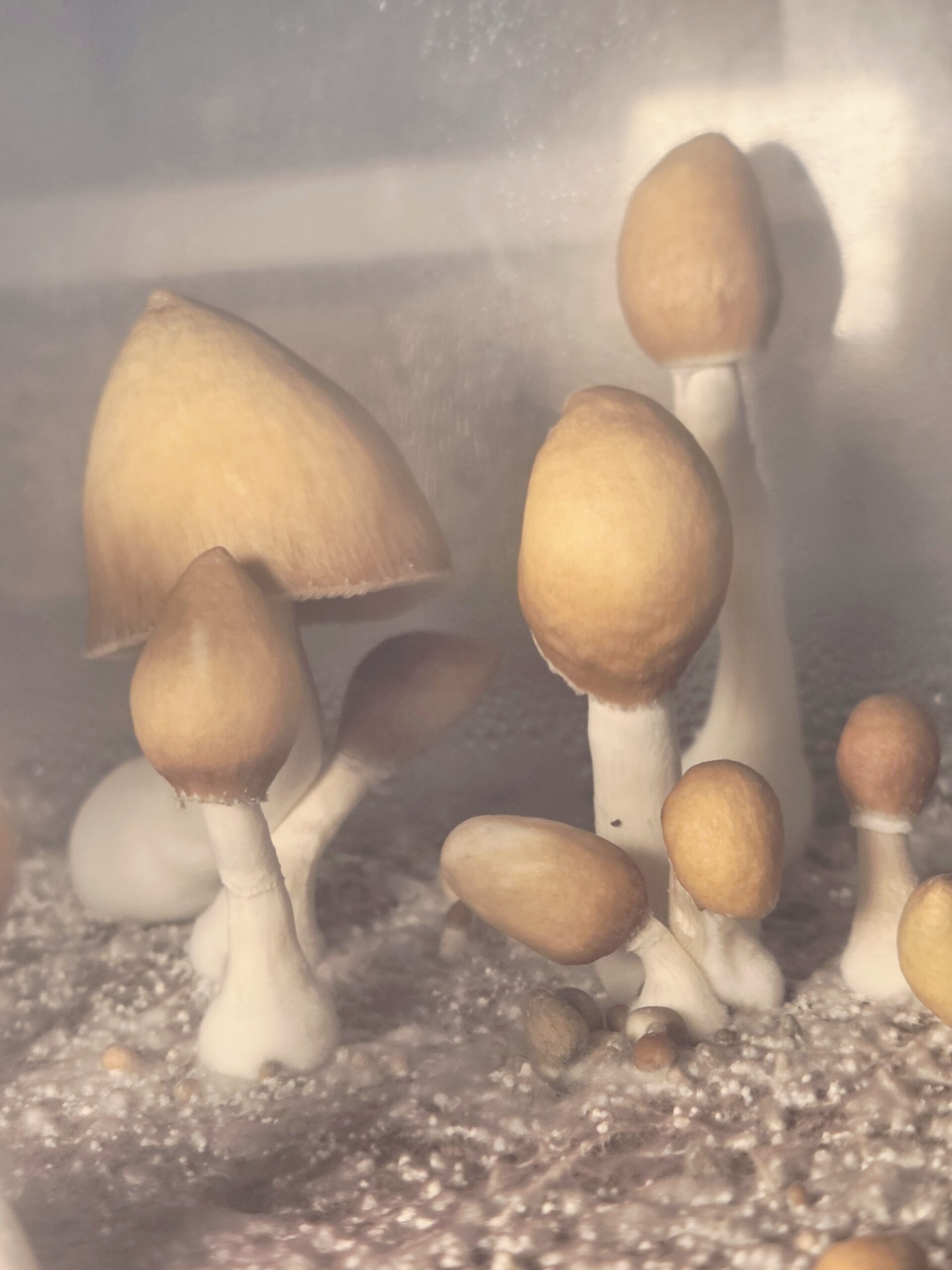 Ether Crown - Liquid Culture - Image 20
