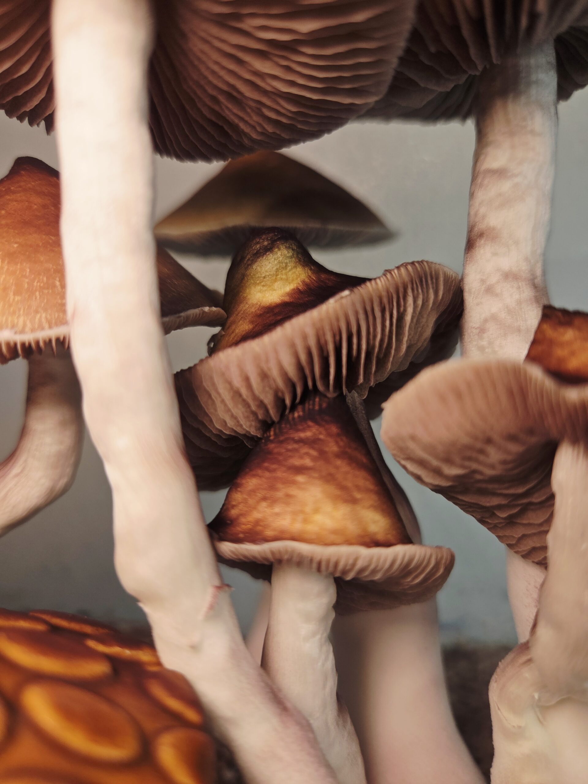 Ether Crown - Liquid Culture - Image 22