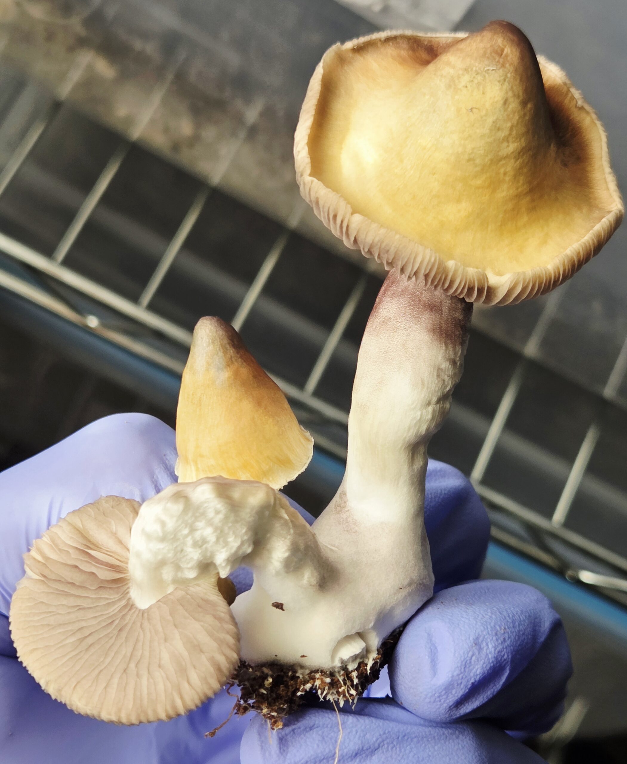 Ether Crown - Liquid Culture - Image 24