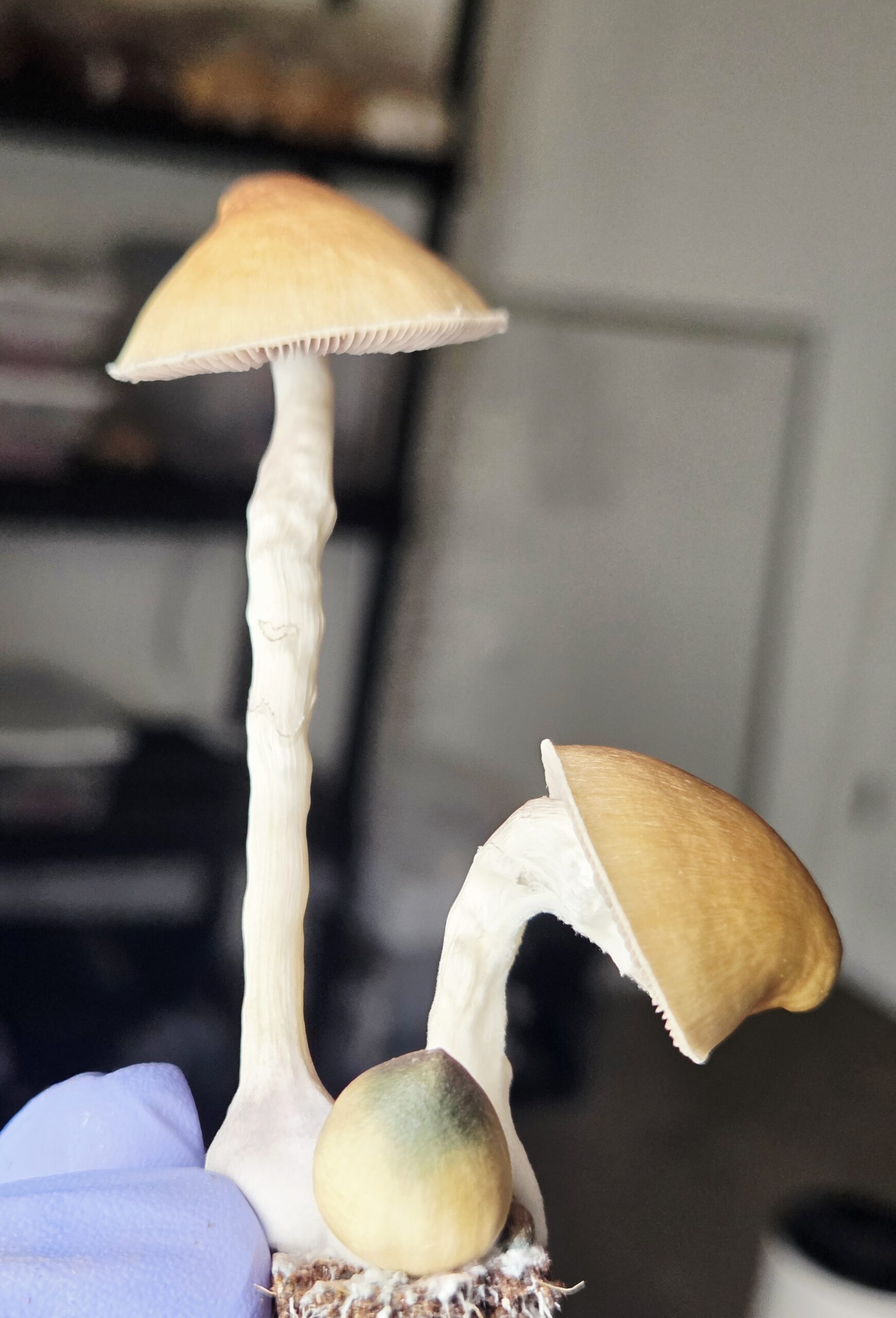 Ether Crown - Liquid Culture - Image 16
