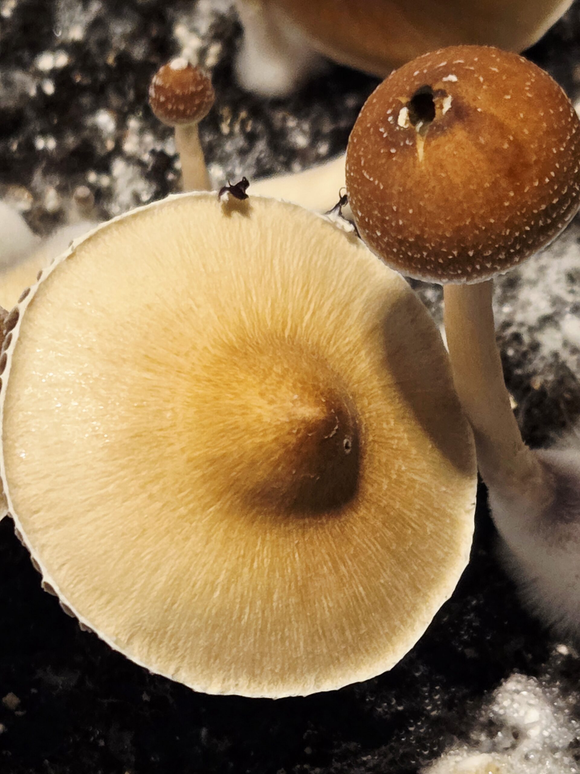 Xalapa Cubensis Landrace - Spore Swab Set - Image 6