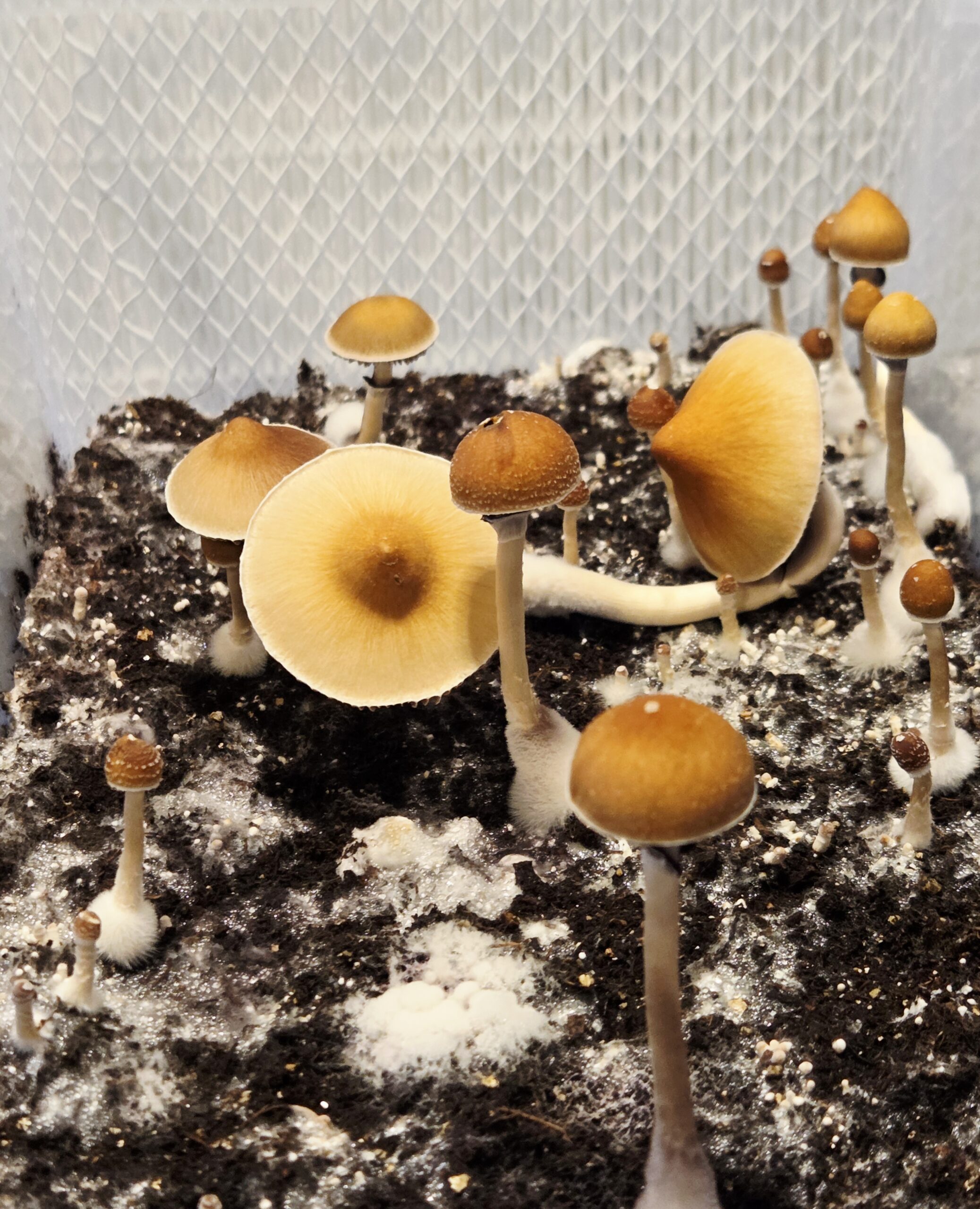 Xalapa Cubensis Landrace - Spore Swab Set - Image 7