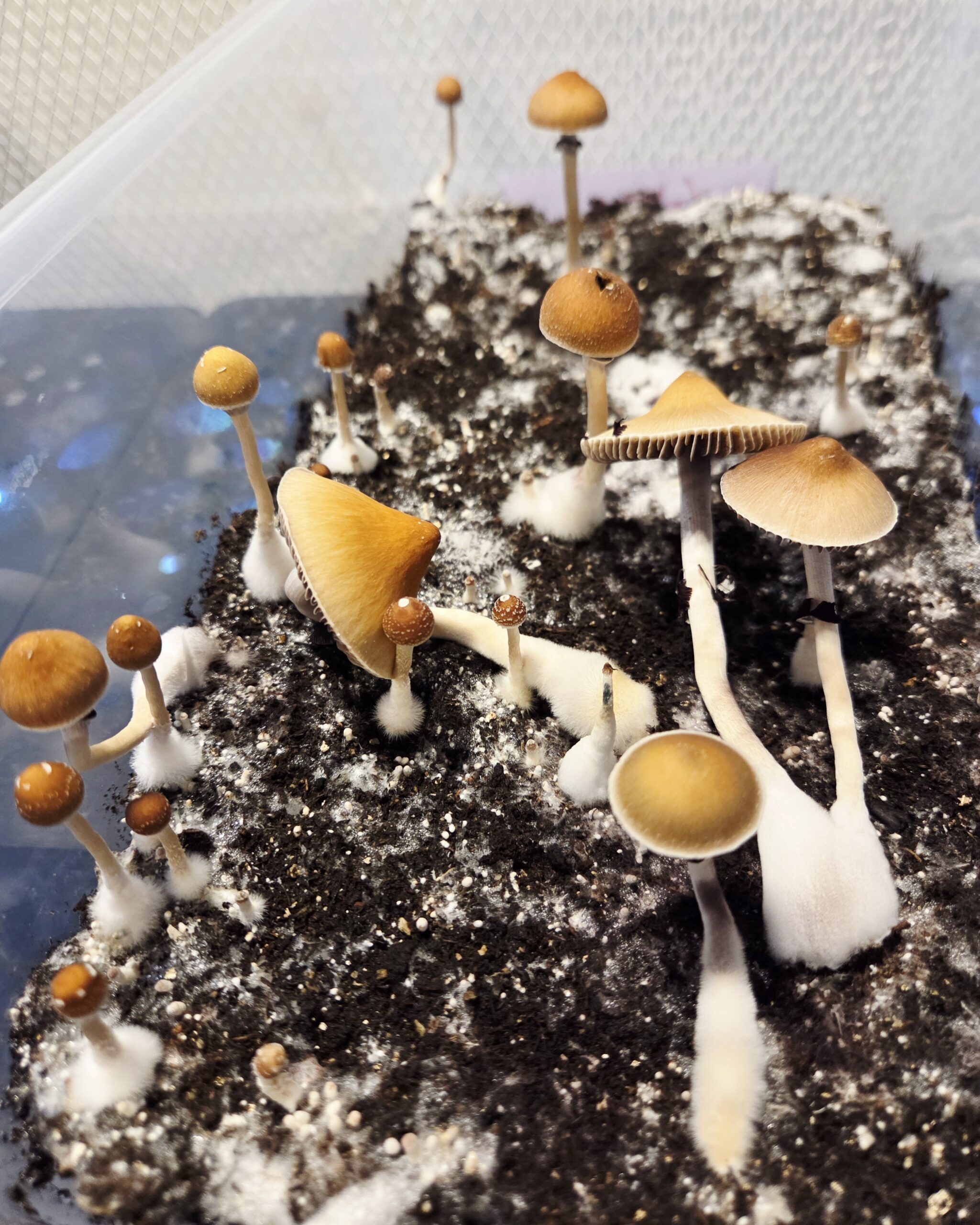 Xalapa Cubensis Landrace - Spore Swab Set - Image 8