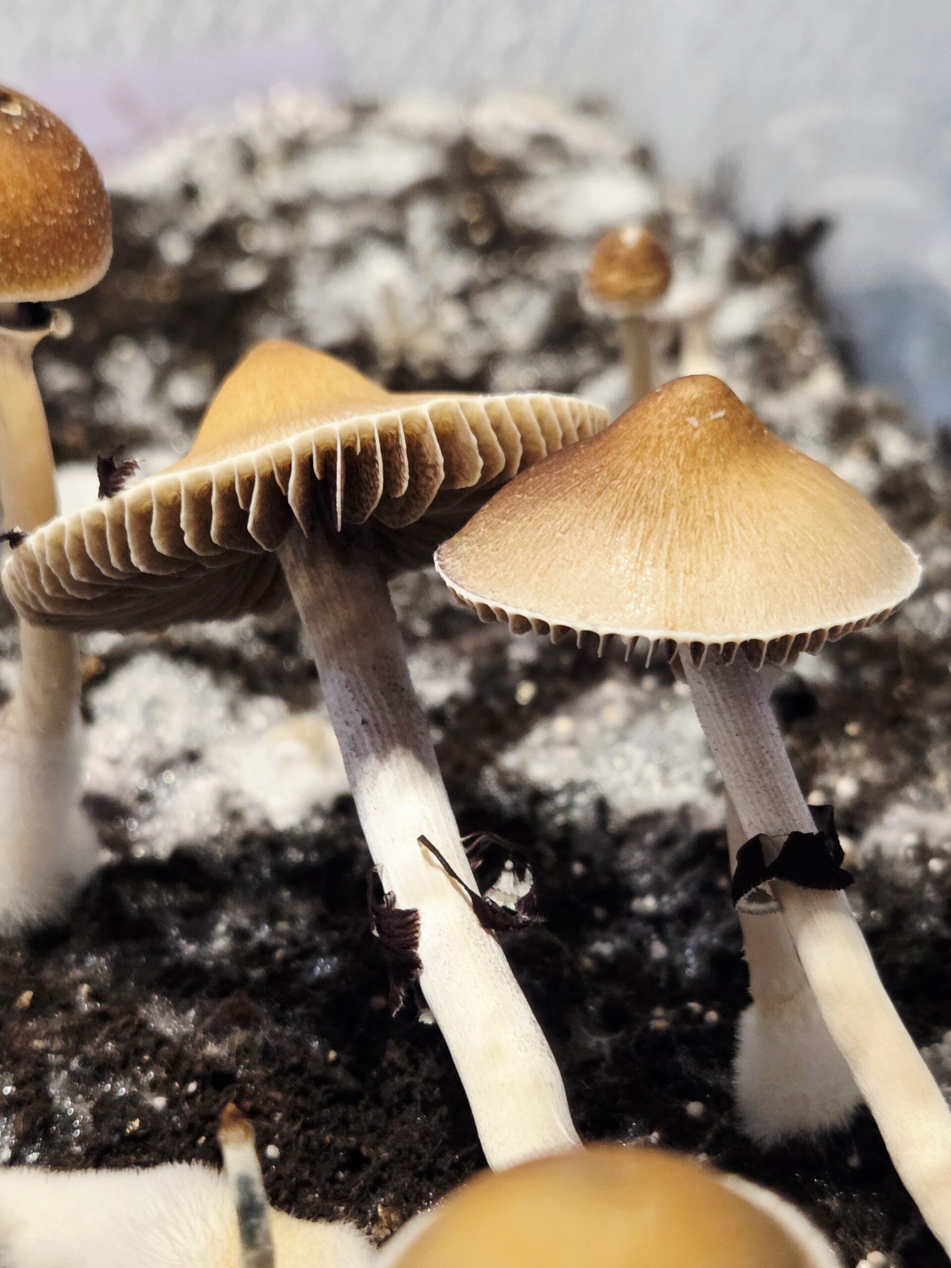 Xalapa Cubensis Landrace - Spore Swab Set - Image 9