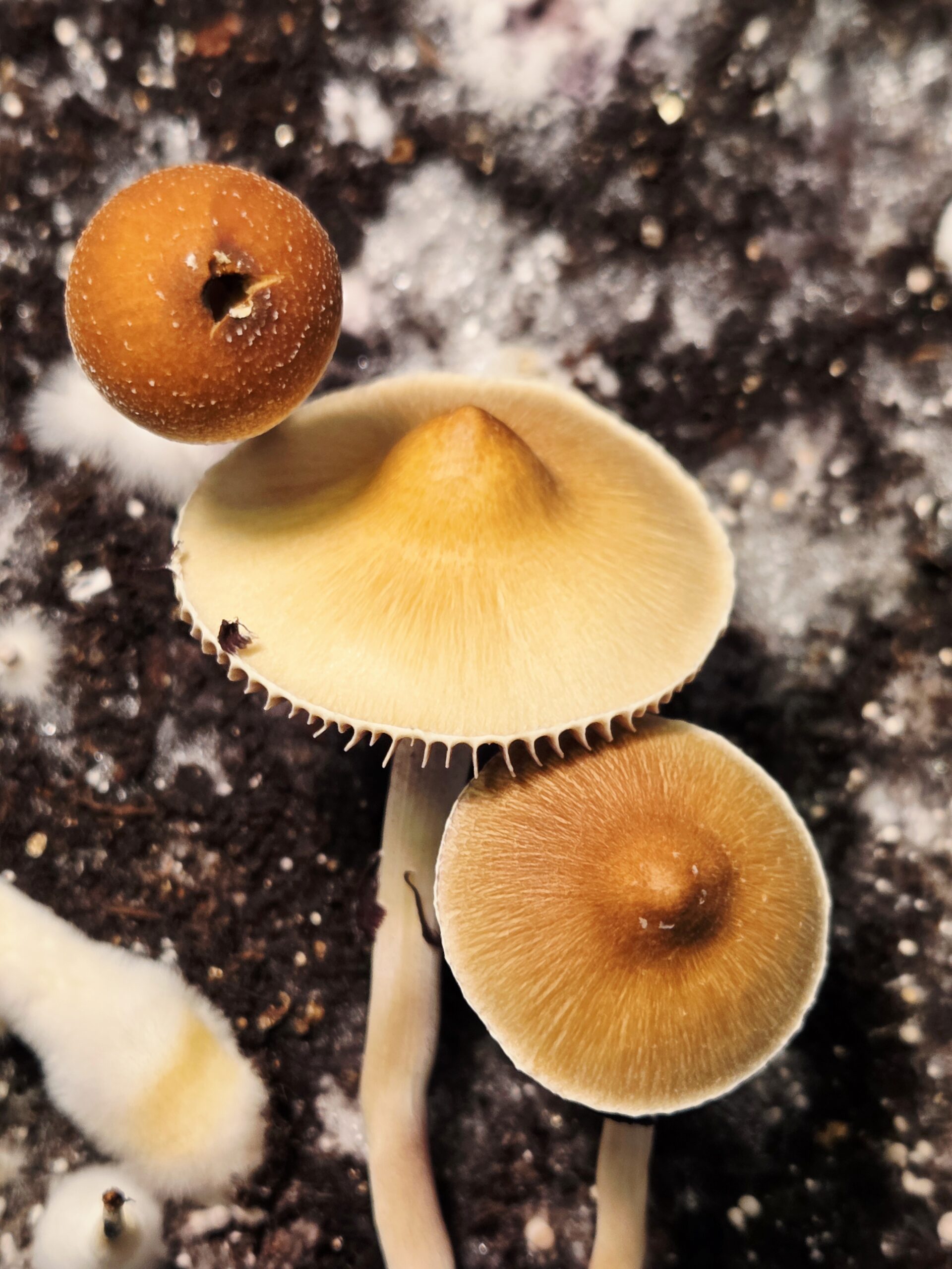 Xalapa Cubensis Landrace - Spore Swab Set - Image 10