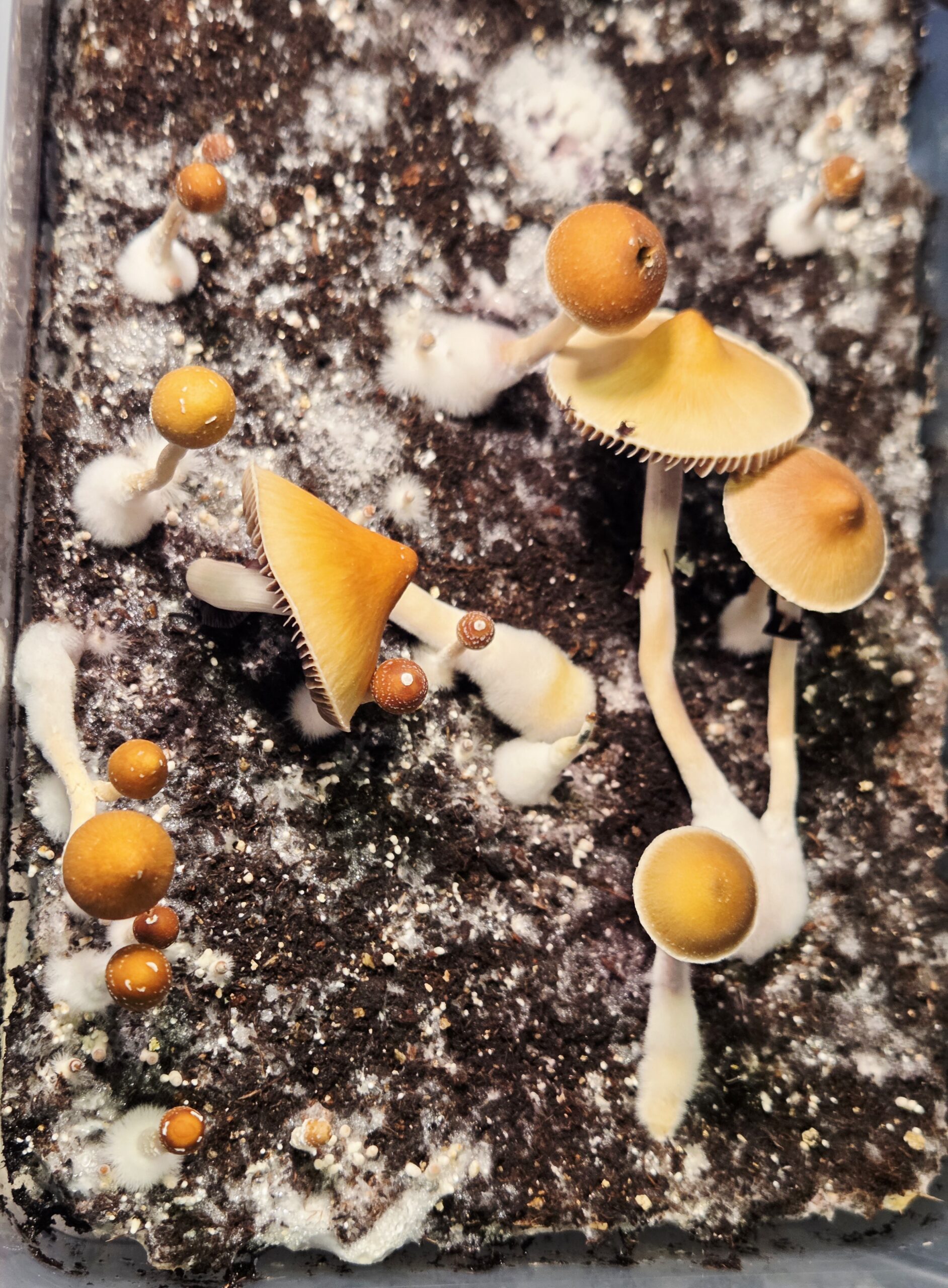 Xalapa Cubensis Landrace - Spore Swab Set - Image 11