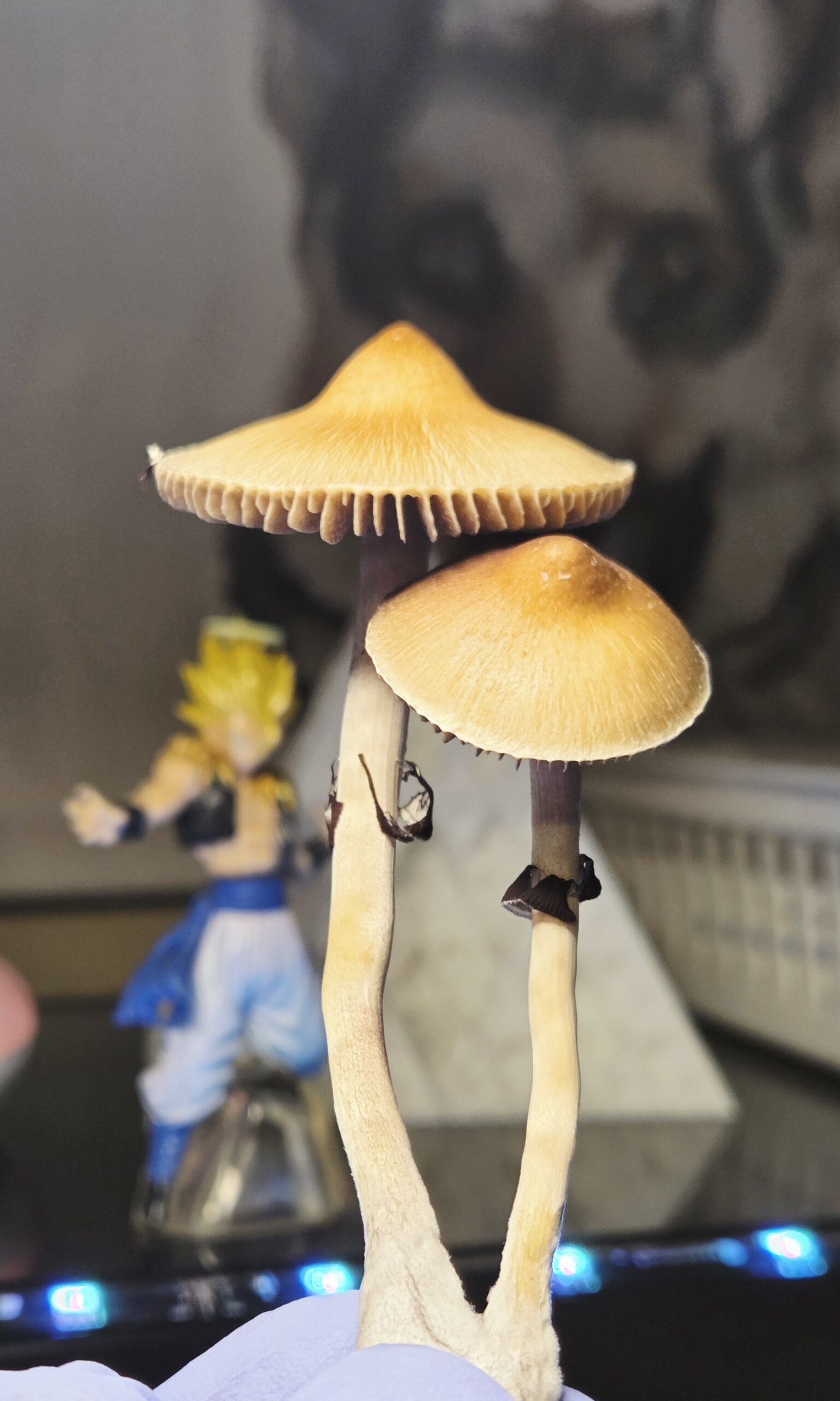 Xalapa Cubensis Landrace - Spore Swab Set - Image 12
