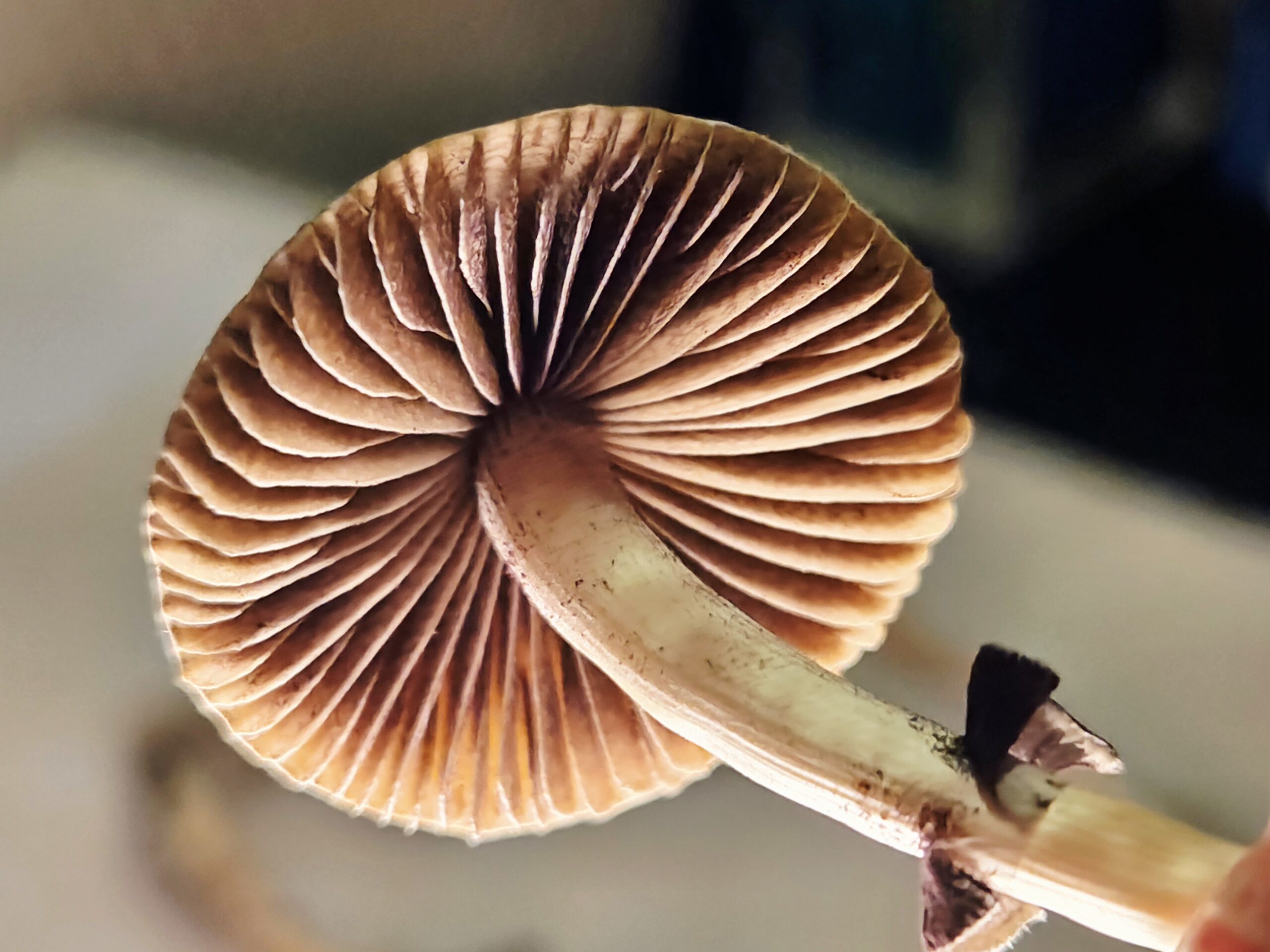 Xalapa Cubensis Landrace - Spore Swab Set - Image 13