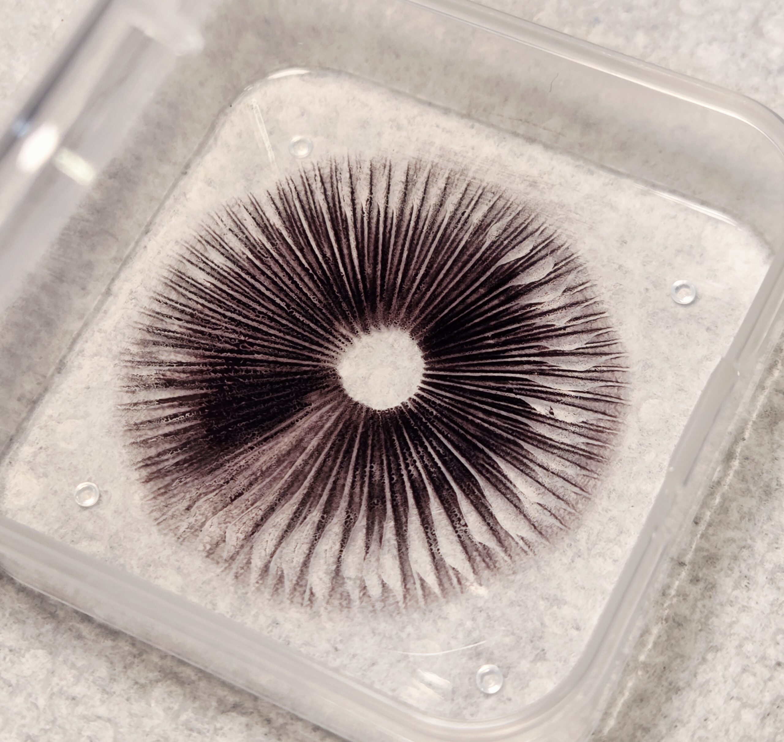 Xalapa Cubensis Landrace - Spore Swab Set - Image 14