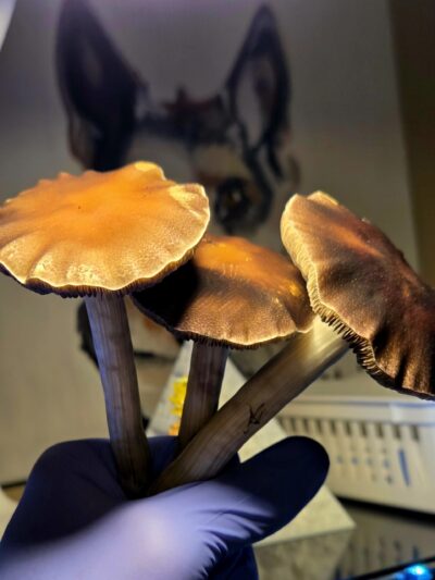 Mazatepec Landrace - Spore Print
