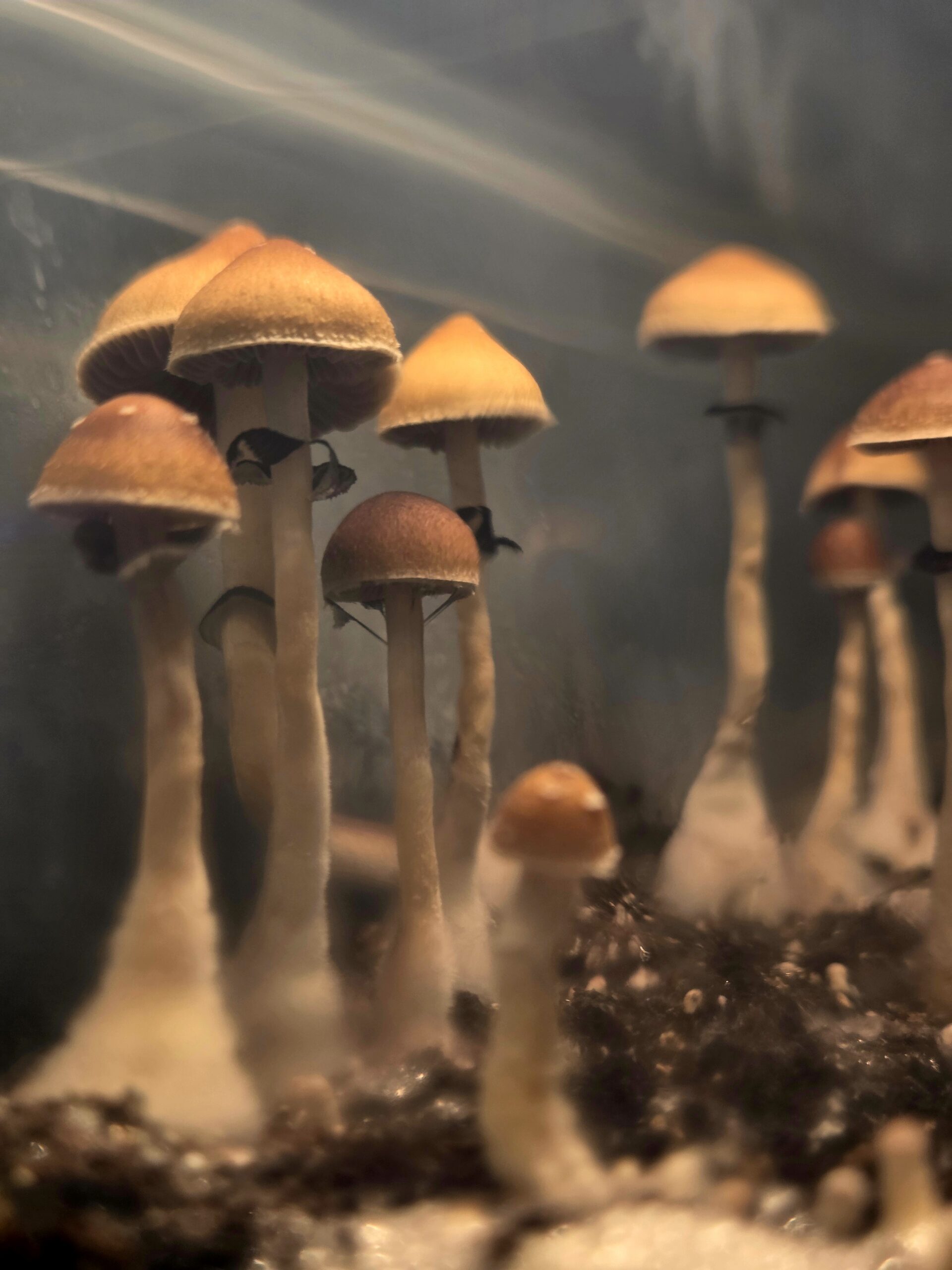 Xalapa Cubensis Landrace - Spore Swab Set - Image 15