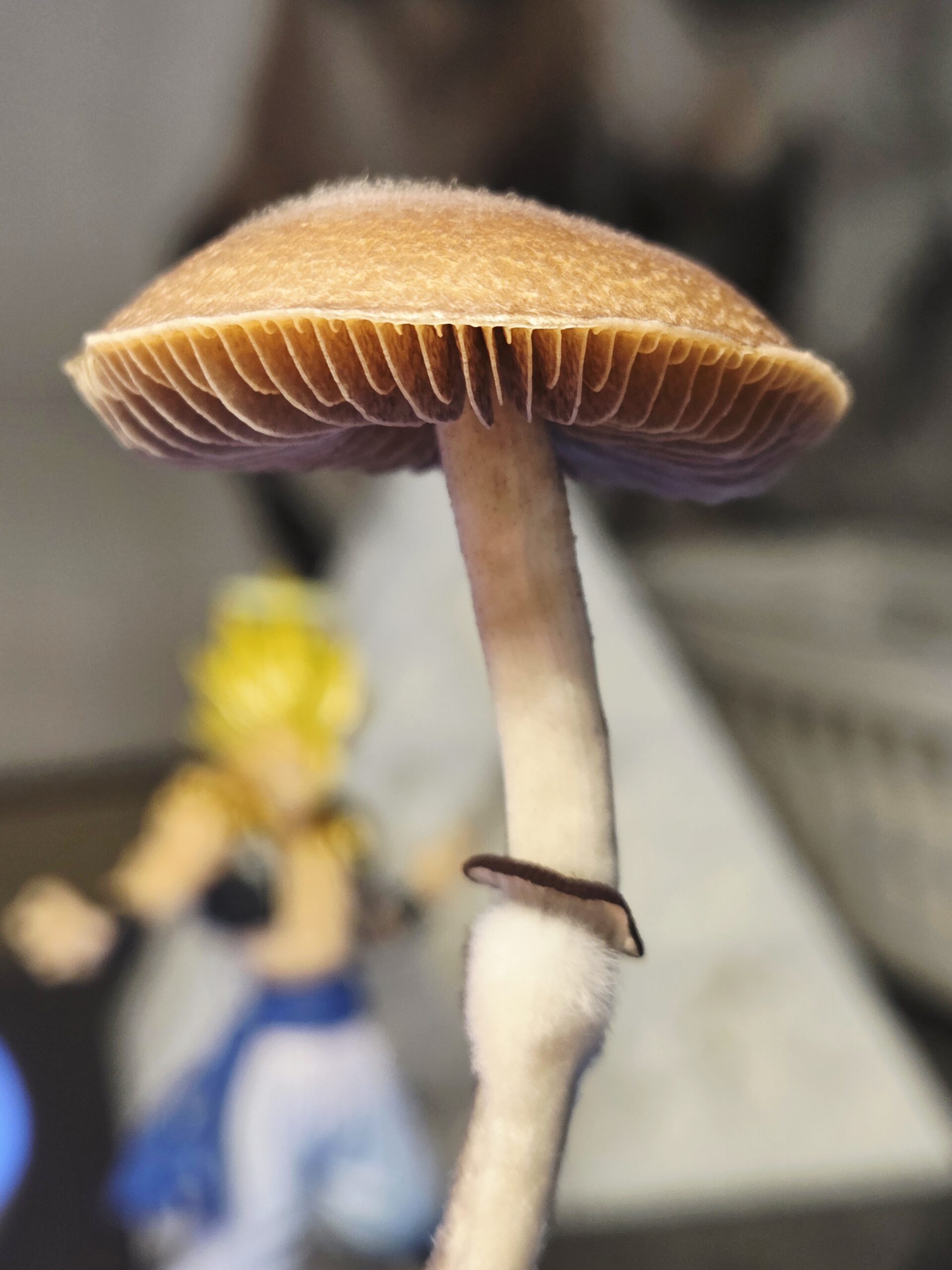 Xalapa Cubensis Landrace - Spore Swab Set - Image 16