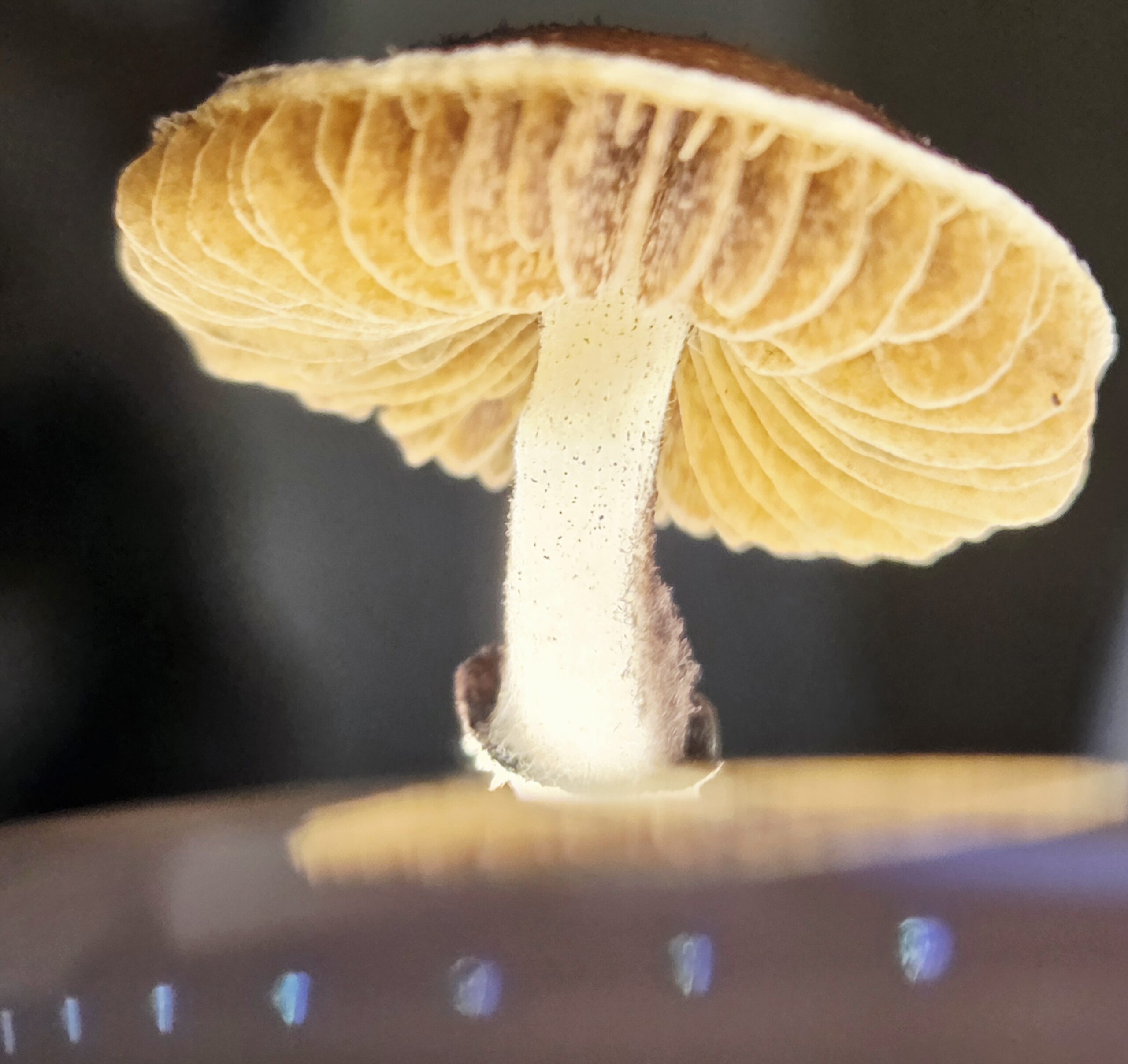 Xalapa Cubensis Landrace - Spore Swab Set - Image 17