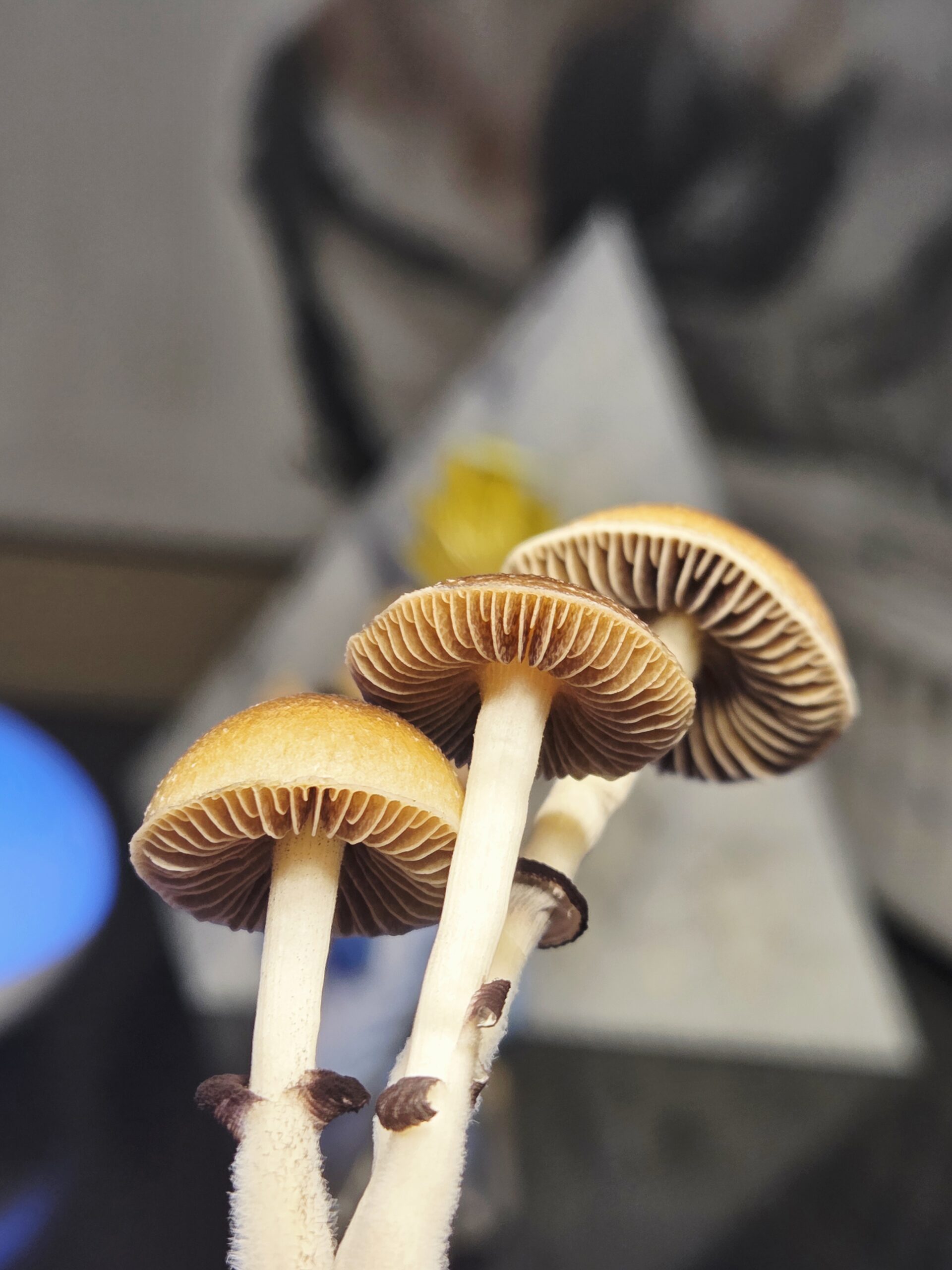 Xalapa Cubensis Landrace - Spore Swab Set - Image 2