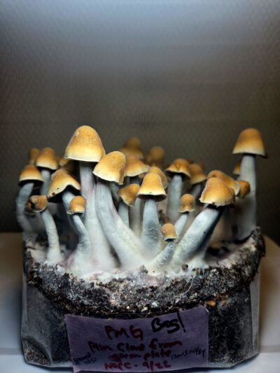 Full Metal Ghost - Spore Swab