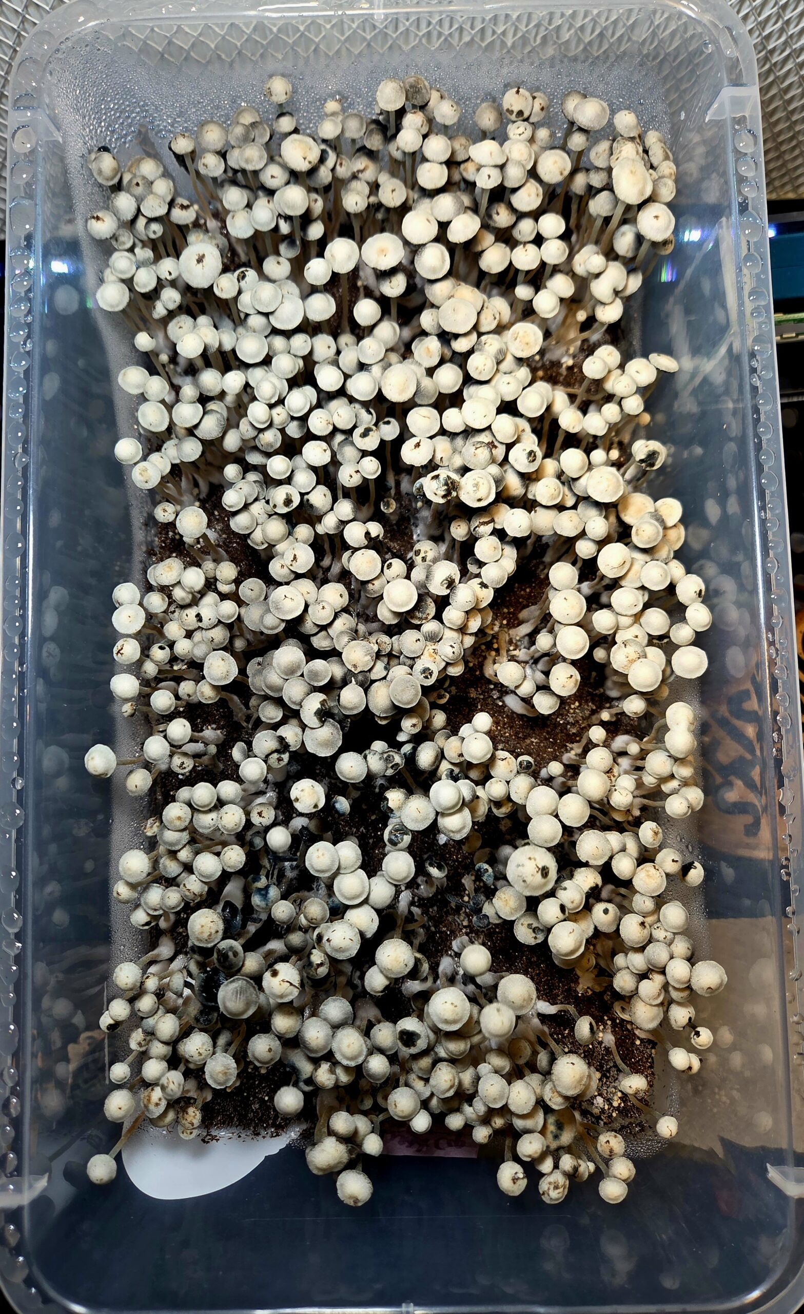 Aussie Night Cap - Spore Print - Image 4