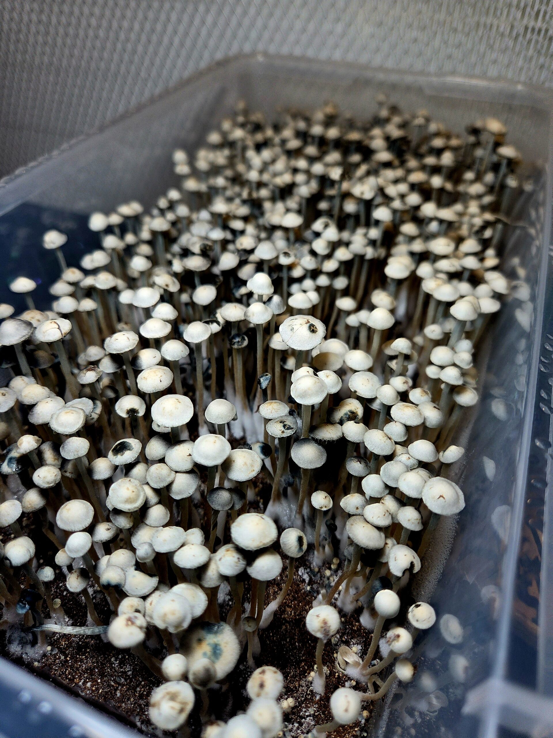 Aussie Night Cap - Swab Set - Image 6