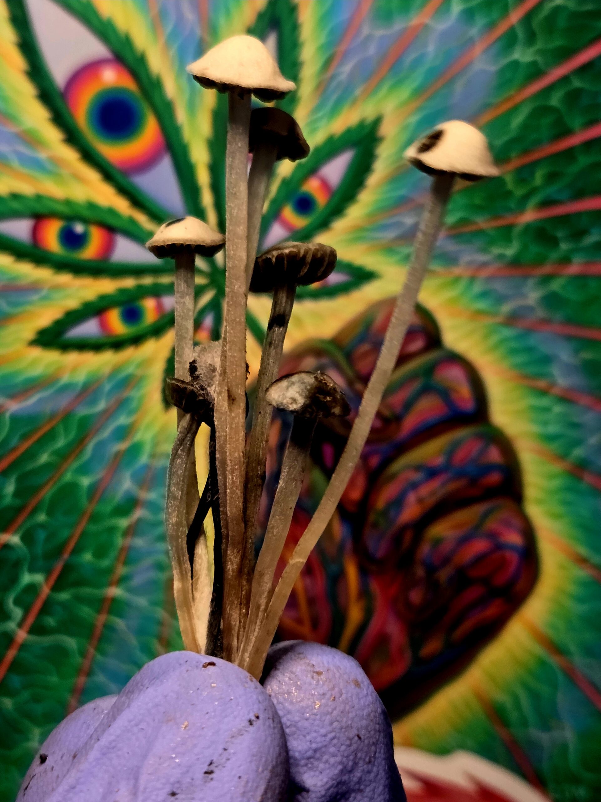 Aussie Night Cap - Spore Print - Image 6