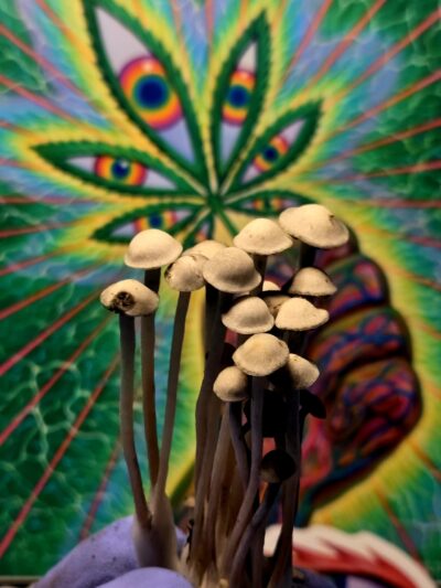 Aussie Night Cap - Spore Print