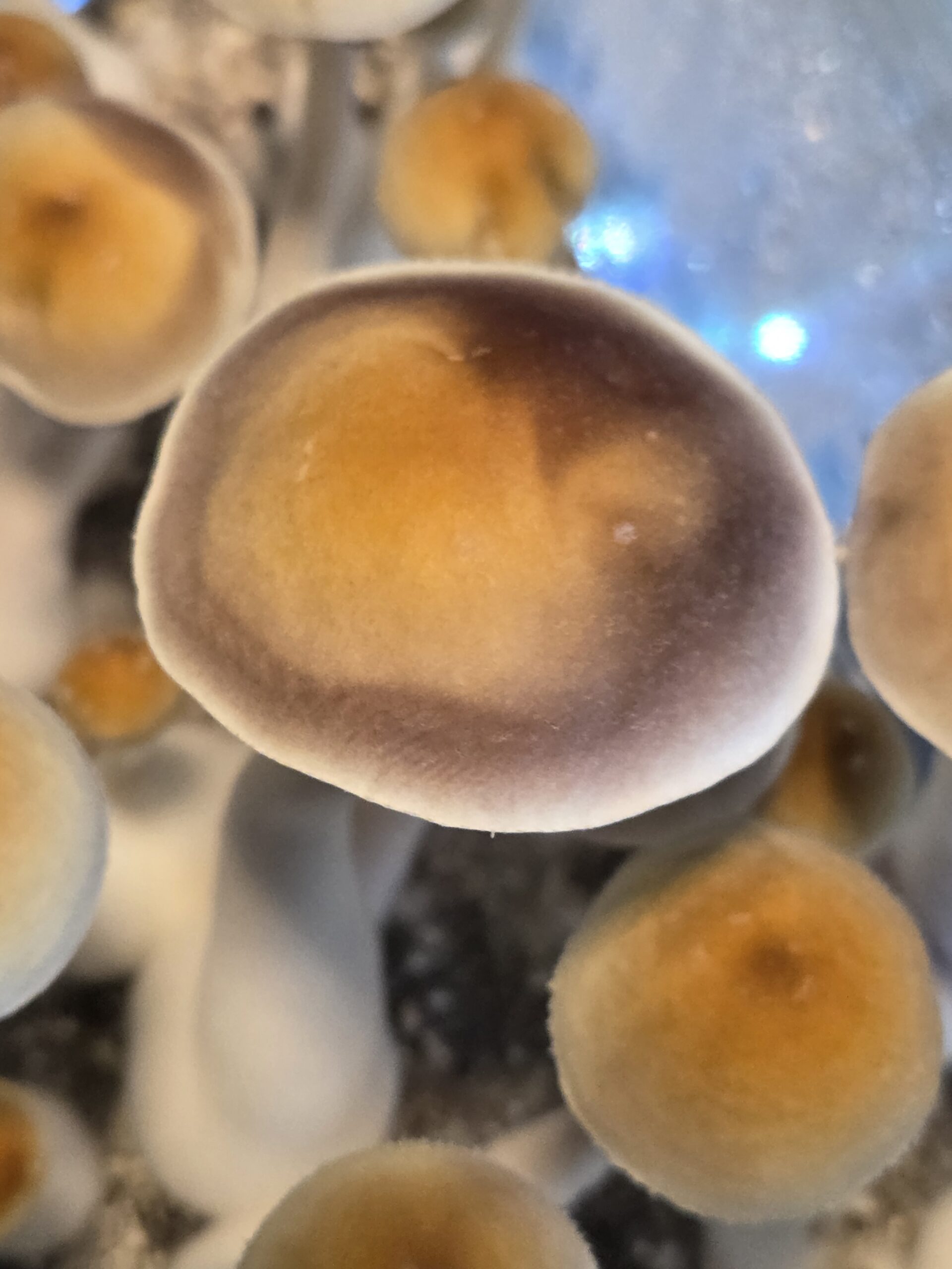 Wobbly Boot - Spore Swab - Image 4