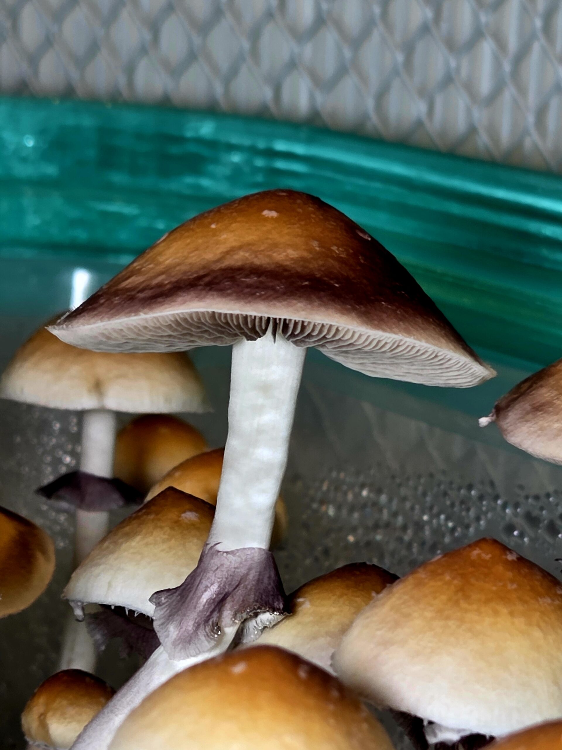 Wobbly Boot - Spore Swab - Image 6